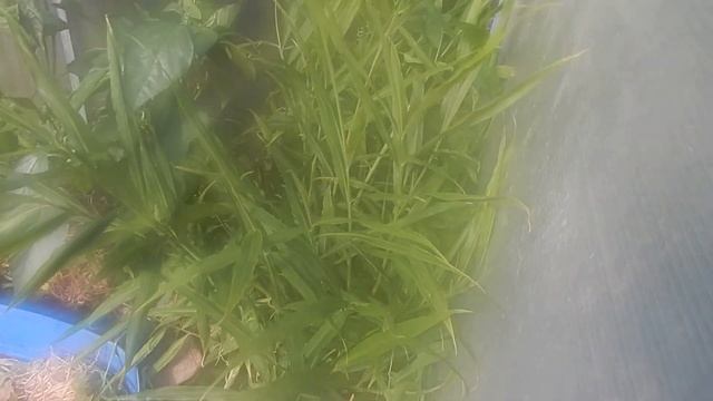 Что делать осенью с грядками смотреть онлайн