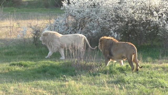 ЛЬВЫ В ЦВЕТУЩЕЙ САВАННЕ ТАЙГАНА смотреть онлайн