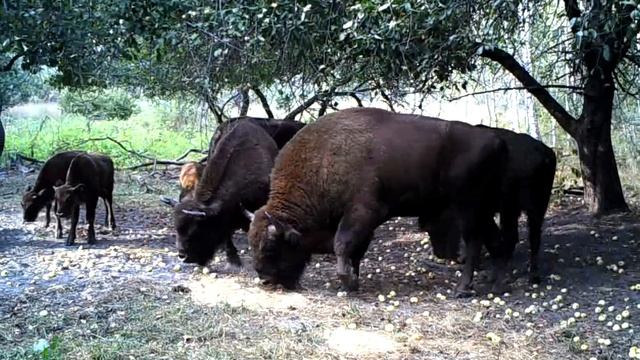 В брошенном яблоневом саду смотреть онлайн