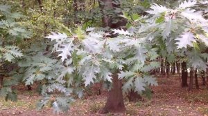 Дуб краснолистный. ВДНХ, сентябрь 2014