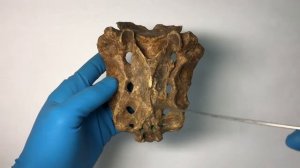 Крестец - Os sacrum, курс нормальной анатомии (мобильное приложение "Учи Анат")