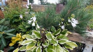 Цветение хосты So sweet!