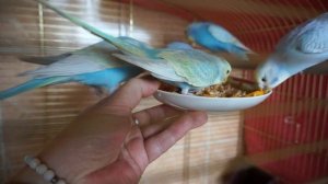 Мои радужные волнистые попугайчики.