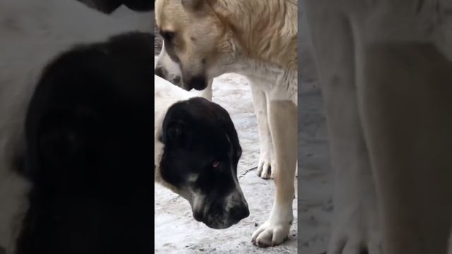 САО АЛАБАЙ ЗАЧЕМ ТОГДА МНЕ ЖИТЬ