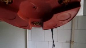 Мох - сфагнум - как он помогает мне  при выращивании орхидей и других растений