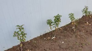 Установили металлические ГРЯДКИ/ укрыла РОЗЫ/ обрезать ГОРТЕНЗИЮ или нет?