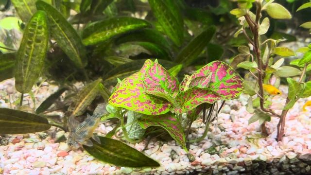 Перевод растений из воздушной формы в водную. Уже 12 дней комнатные растения находятся под водой смотреть онлайн