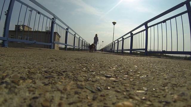 Бассет хаунд умеет испортить видео смотреть онлайн