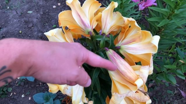 РЕКОМЕНДУЮ ВСЕМ!!! МОИ ЛИЛИИ. КОРОЛЕВЫ В НАШЕМ САДУ. ОБЗОР САМЫХ КРАСИВЫХ. ПРОГУЛКА ПО САДУ В ИЮЛЕ.