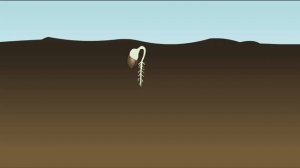 Прорастание семян: ускоренная съемка-Seed germination