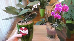 Орхидеи-МУТАНТЫ! КРАКОЗЯБРЫ кракозябрят.