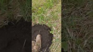Подготовка почвы под посадку плодовых деревьев.