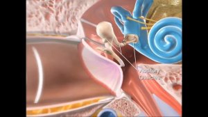 Как мы слышим звуки (волновую информацию)