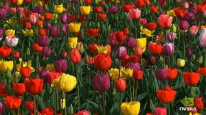 NVIDIA Pure Video HD Demo