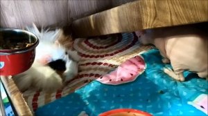 Почему у меня 4 морские свинки.Как быстро определить пол морской свинки.