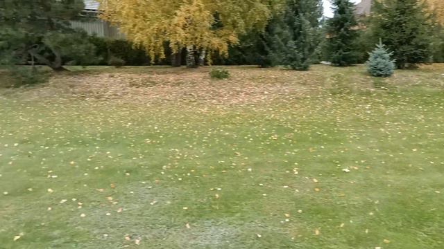 ЧЕМ НУЖНО ОБРАБАТЫВАТЬ РАСТЕНИЯ ПЕРЕД ЗИМОЙ? смотреть онлайн