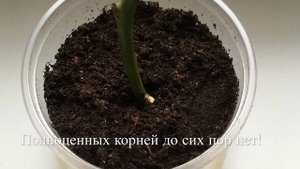 ?Экспресс-укоренение Роз Из Букета По Методу " буррито"/ Часть 2
