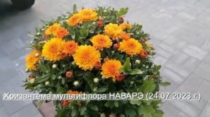 №80 Хризантема мультифлора сорта НАВАРЭ 24 07 23 г