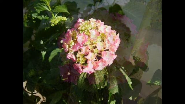 Hortensia - Fron the leaf to the flower смотреть онлайн