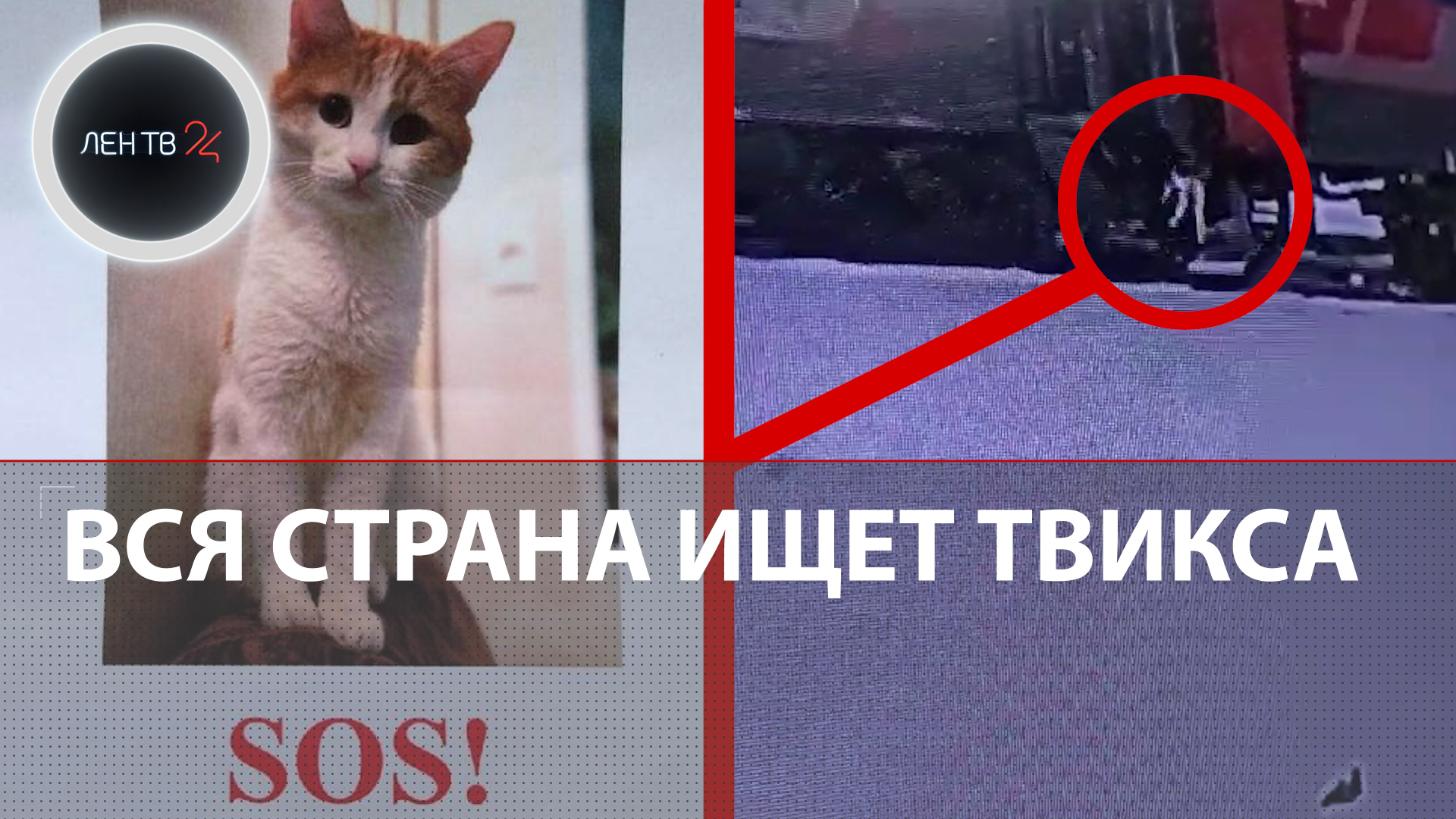Кот Твикс: зачем проводница выкинула кота из поезда | Вся страна ищет кота, как в фильме «Ёлки»