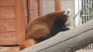 Красная панда ест бамбук в Московском зоопарке 莫斯科動物園 Moscow Zoo