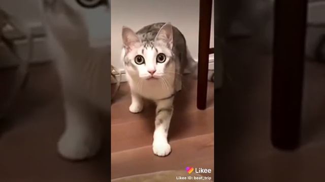 Молоко поставь тут смотреть онлайн