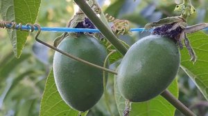 Маракуя северная ( маракок ) , развитие плодов 2021 год .