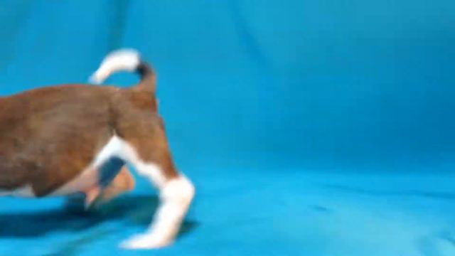 Джек из нашего питомника смотреть онлайн