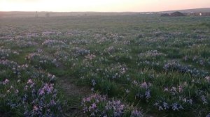 Один раз в год в селе цветут ирисы, это очень красиво.