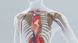 Внутриаортальный баллонный контрпульсатор (ВАБК)