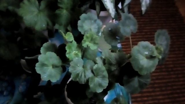 ТОП 4 ПОЛЕЗНЫЕ КОМНАТНЫЕ РАСТЕНИЯ | Какие цветы полезно держать в доме? смотреть онлайн