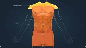 Части тела | Анатомия человека | Биология