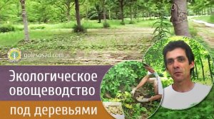 ЭКОЛОГИЧЕСКОЕ ОВОЩЕВОДСТВО ПОД ДЕРЕВЬЯМИ