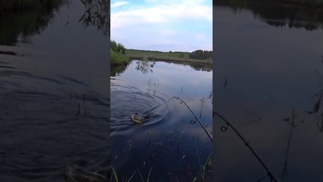 Щука На Серебристый БОЧОНОК. Рыбалка на ПОППЕР - УБИЙЦУ щук. УЖЕ НА КАНАЛЕ. #shorts #рыбалка #рыба