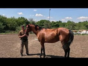 Обучение лошади. Прыгаем без всадника