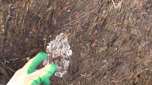 Прокол пленки в рулоне сенажа
