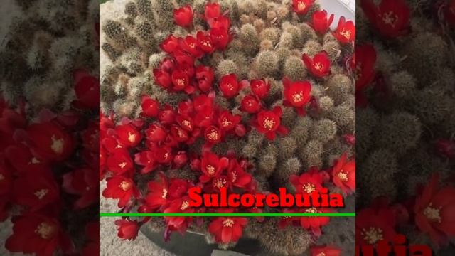 41 Flowering Cactus Plant varieties | Cactus types with flowers | Plant and Planting смотреть онлайн