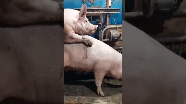 племенные свиньи йоркшир + Макстер 304 улучшитель.