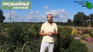 Два американских захватчика: агрессивные, но полезные! Как избавиться от этих сорняков?