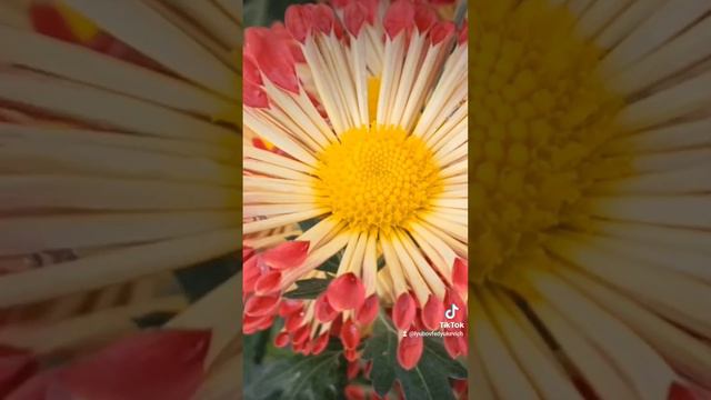 Жовтнева краса смотреть онлайн