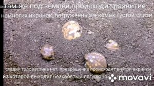 Южноафриканский узкорот (Breviceps adspersus). КВАКВАПЕДИЯ