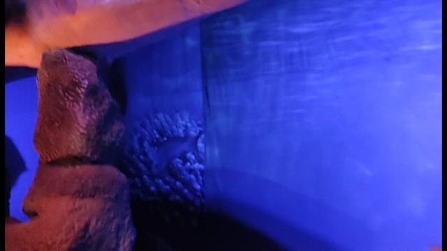 2022 март морские динозавры.avi