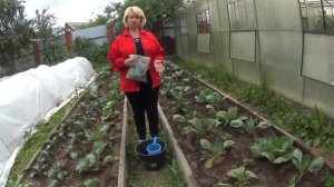 КАПУСТА.  Тонкости выращивания капусты в открытом грунте .