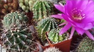 Цветение Лобивии.