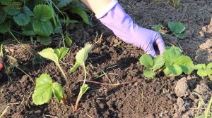 Выращивание и Уход за КЛУБНИКОЙ с весны до осени! Советы от ЗЕЛЕНОГО ОГОРОДА!