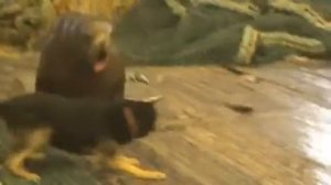 Морской котик попался в трал