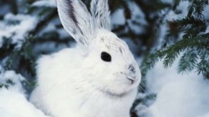 Природа и животные зимой