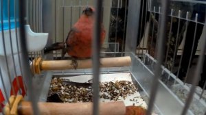 ЯРМАРКА ГОЛУБЕЙ Москва осень 2019 РЫНОК САДОВОД