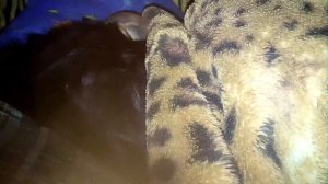 Настя крылова храпит