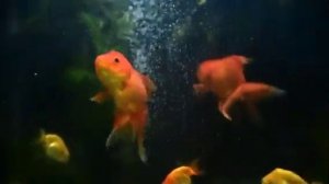 РЕЛАКС!  ОТДЫХАЙТЕ С ЗОЛОТЫМИ РЫБКАМИ И  ЭТО ДАСТ УСПОКОЕНИЕ!